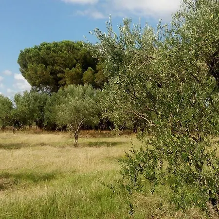 Alojamento de Turismo Selvagem Olive Garden *