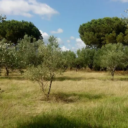 Olive Garden Orman Evi