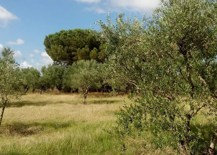 Alojamento de Turismo Selvagem Olive Garden *